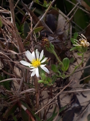 Noticastrum