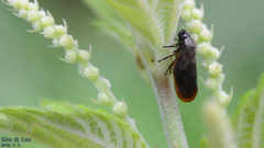 Eoscarta assimilis