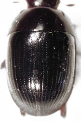 Dactylosternum abdominale