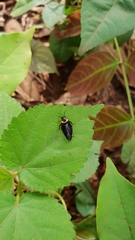 Hemithyrsocera palliata