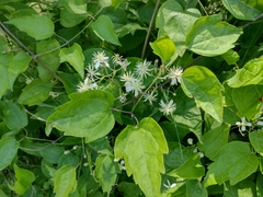 Clematis vitalba