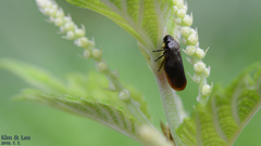 Eoscarta assimilis