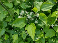 Clematis vitalba