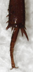 Dactylosternum abdominale