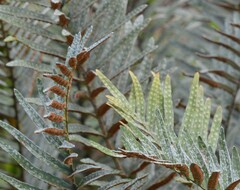 Pleopeltis insularum