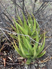 Aloe lutescens