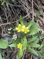 Ranunculus inamoenus
