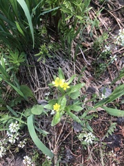 Ranunculus inamoenus