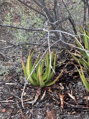 Aloe lutescens