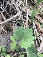 Ranunculus inamoenus