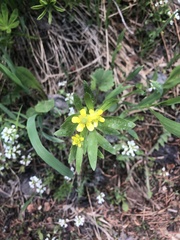 Ranunculus inamoenus