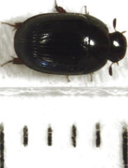 Dactylosternum abdominale