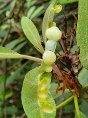 Exobasidium rhododendri