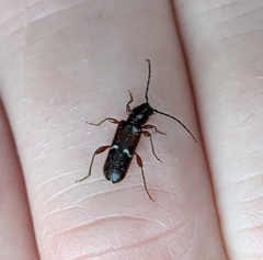 Phymatodes vulneratus