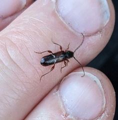Phymatodes vulneratus