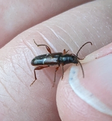 Phymatodes vulneratus
