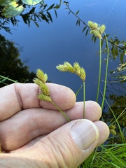 Carex albolutescens