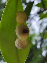 Exobasidium rhododendri