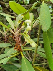 Exobasidium rhododendri
