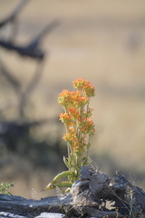 Kalanchoe lanceolata