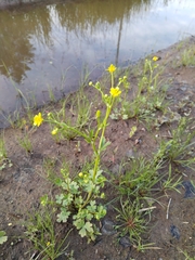 Ranunculus reptabundus