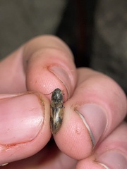 Stropenron hieroglyphica