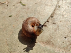 Trochulus striolatus