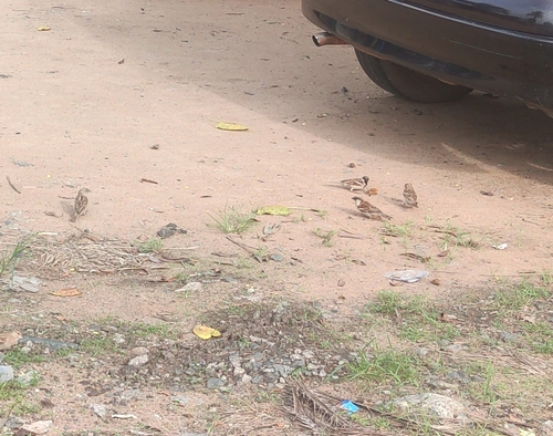 House Sparrow
