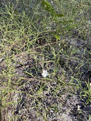 Stylisma pickeringii