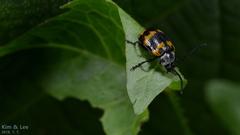 Gallerucida bifasciata
