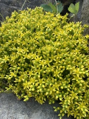 Sedum acre