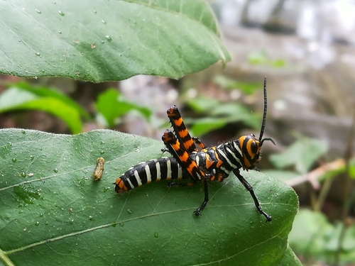 giant red-winged grasshopper
