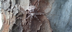 Neotama mexicana