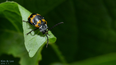 Gallerucida bifasciata