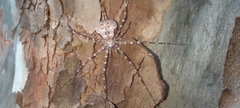 Neotama mexicana