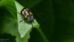 Gallerucida bifasciata