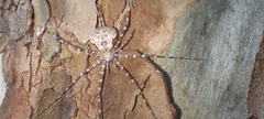 Neotama mexicana