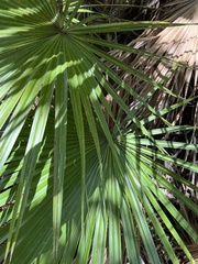 Acoelorraphe wrightii