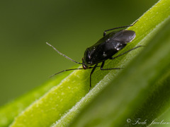 Slaterocoris