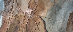Neotama mexicana