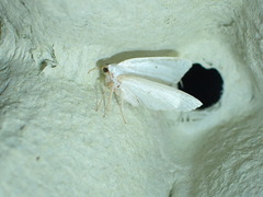 Lomographa temerata