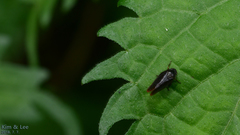 Eoscarta assimilis