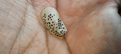 Poekilloptera