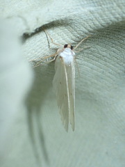 Lomographa temerata