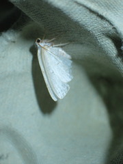 Lomographa temerata