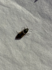 Stropenron hieroglyphica