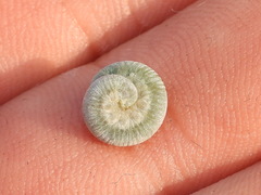Monostegia