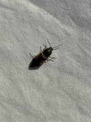 Stropenron hieroglyphica