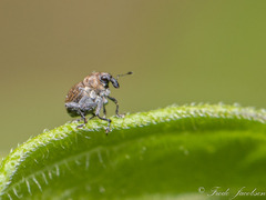 Rhinoncomimus latipes