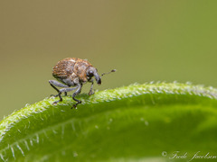 Rhinoncomimus latipes